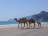 camels-oman-beach